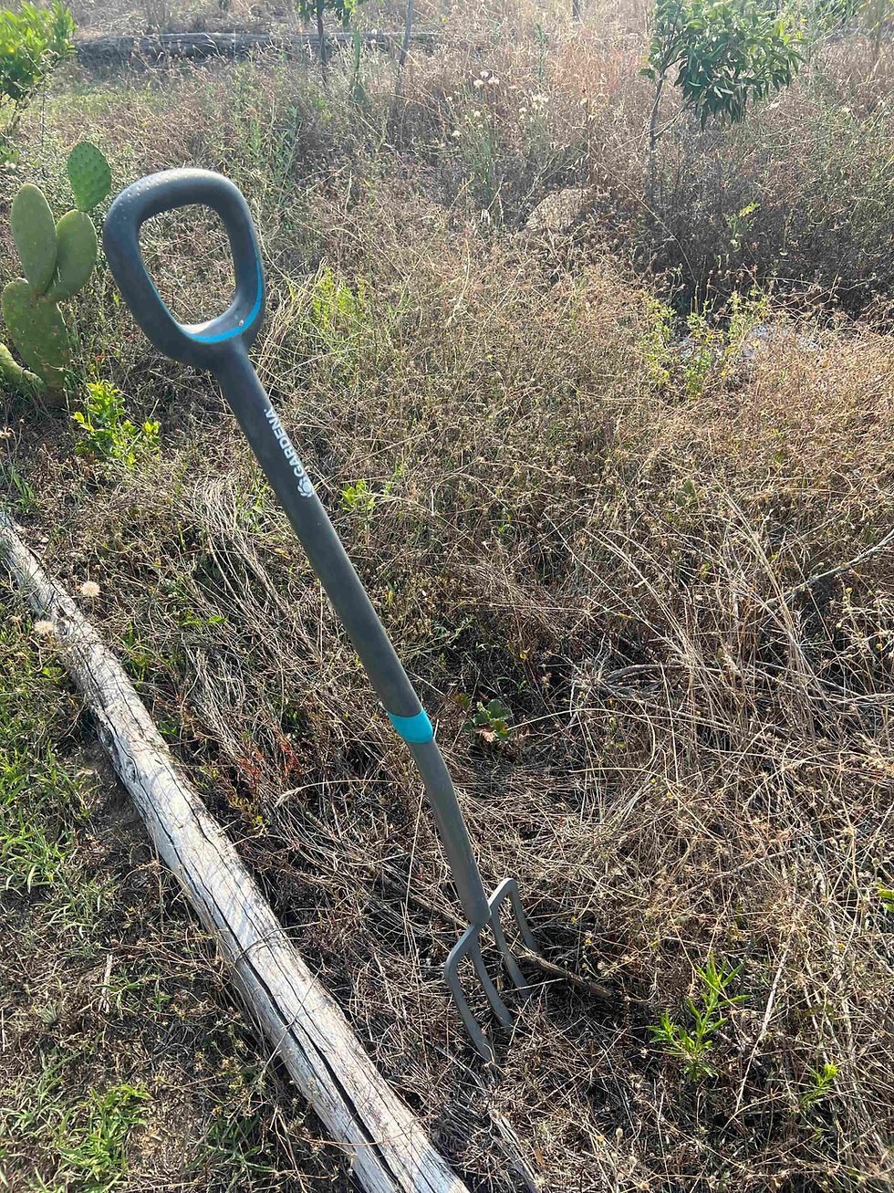 Long-handled garden cultivator planted in a dry, overgrown bed beside a weathered timber border, with cactus pads at left.