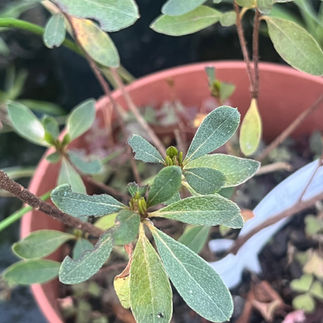 Top view of the Azalea japonica 'White Prince' showing multiple leafy stems emerging from the pot.