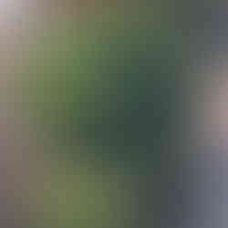 Mature Arbutus unedo shrub with dense, glossy leaves growing beside a timber outbuilding in late-afternoon light.