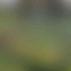 A sunny winter morning scene showing a row of young fruit trees—each marked with colored tags—lining a wire fence, with gnarled oaks and a mobile homestead trailer in the background.