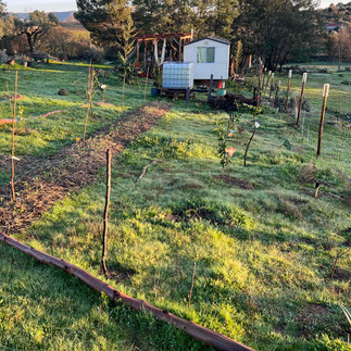 A sunny winter morning scene showing a row of young fruit trees—each marked with colored tags—lining a wire fence, with gnarled oaks and a mobile homestead trailer in the background.