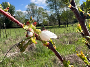 Prunus avium 'Sweetheart' (Sweet Cherry)