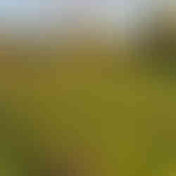 Orchard-style garden in warm evening light with many young trees, solar panels, and water tanks spread across green grass.