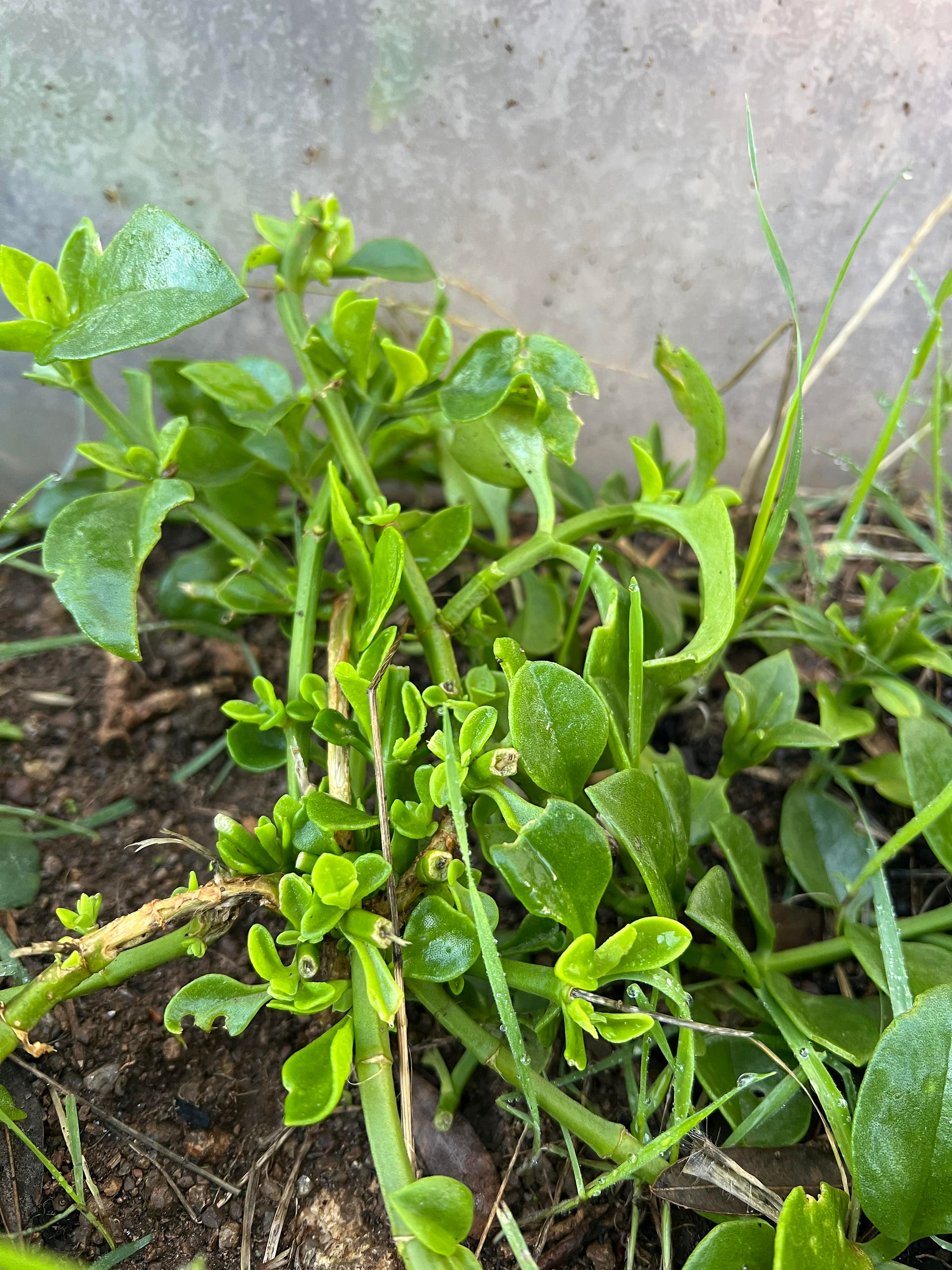 Close-up of heart-leaf ice plant showing thick, glossy green leaves and trailing stems growing along the ground near a wall.