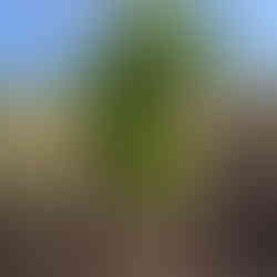 A small orange navelina tree bearing vibrant, lance-shaped foliage, standing alone in a sunlit, grassy field with a backdrop of weathered fence posts and open sky.