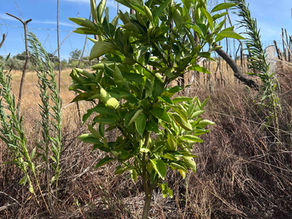 A young navel orange sapling with glossy green leaves and slim trunk, planted in dry grass under a clear blue sky beside a simple wire fence.