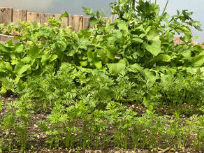 Mixed vegetable bed with mature leafy greens behind young carrot plants in a wooden raised planter.