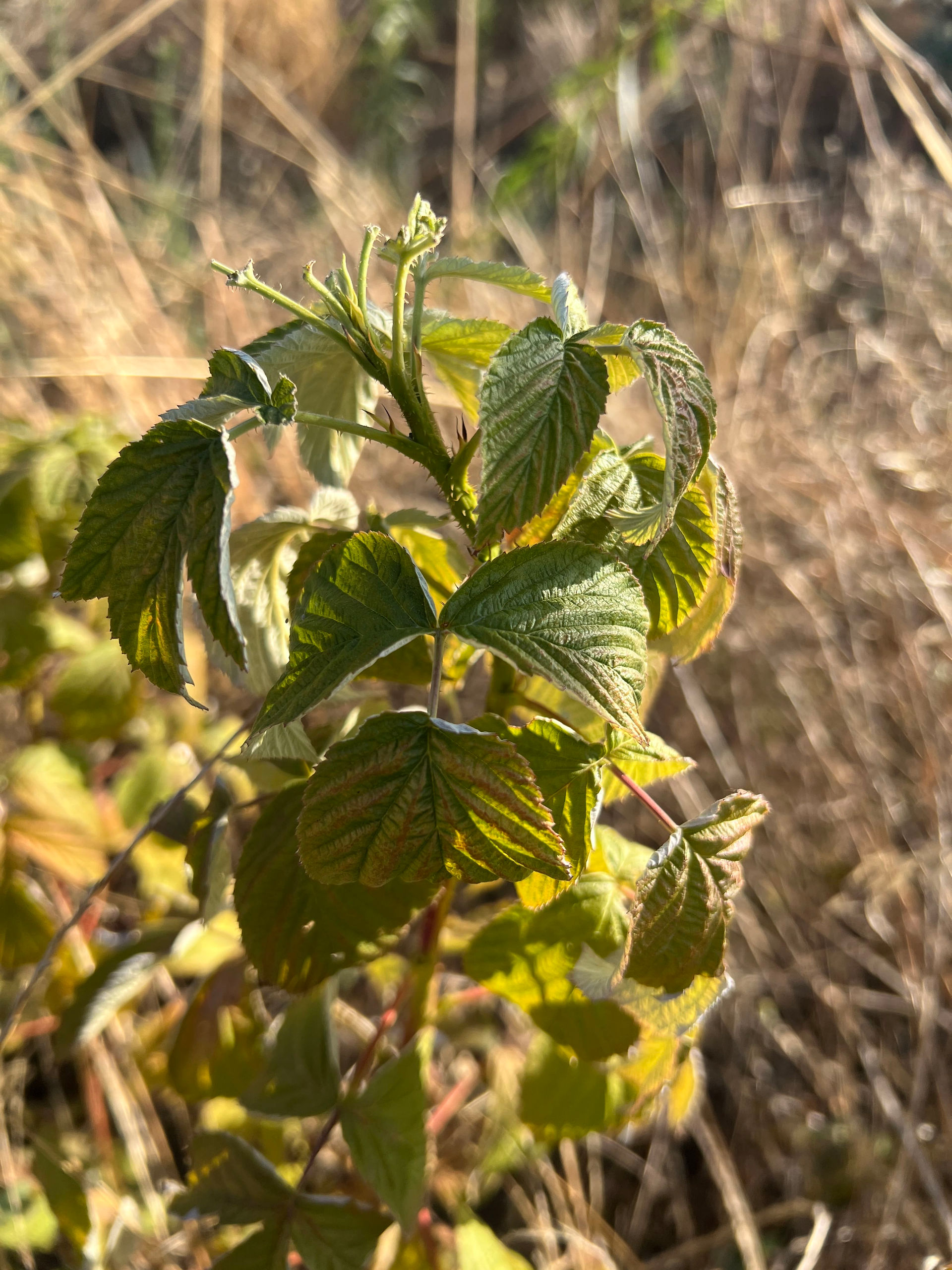 Close-up of a raspberry cane with deeply veined serrated leaves, reddish stems, and fresh shoots lit against dry grass.