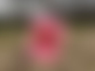 Close-up of a peach flower from Prunus persica ‘Baby Gold’ showing pink petals and yellow stamens against a blurred meadow background.