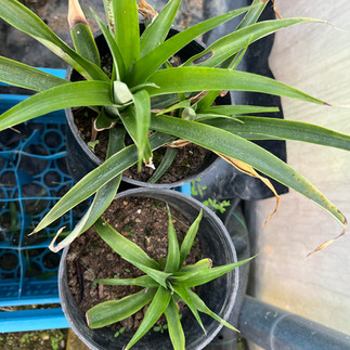 Two potted Ananas comosus plants with long green leaves, some browned tips, arranged in black nursery pots on a garden shelf.