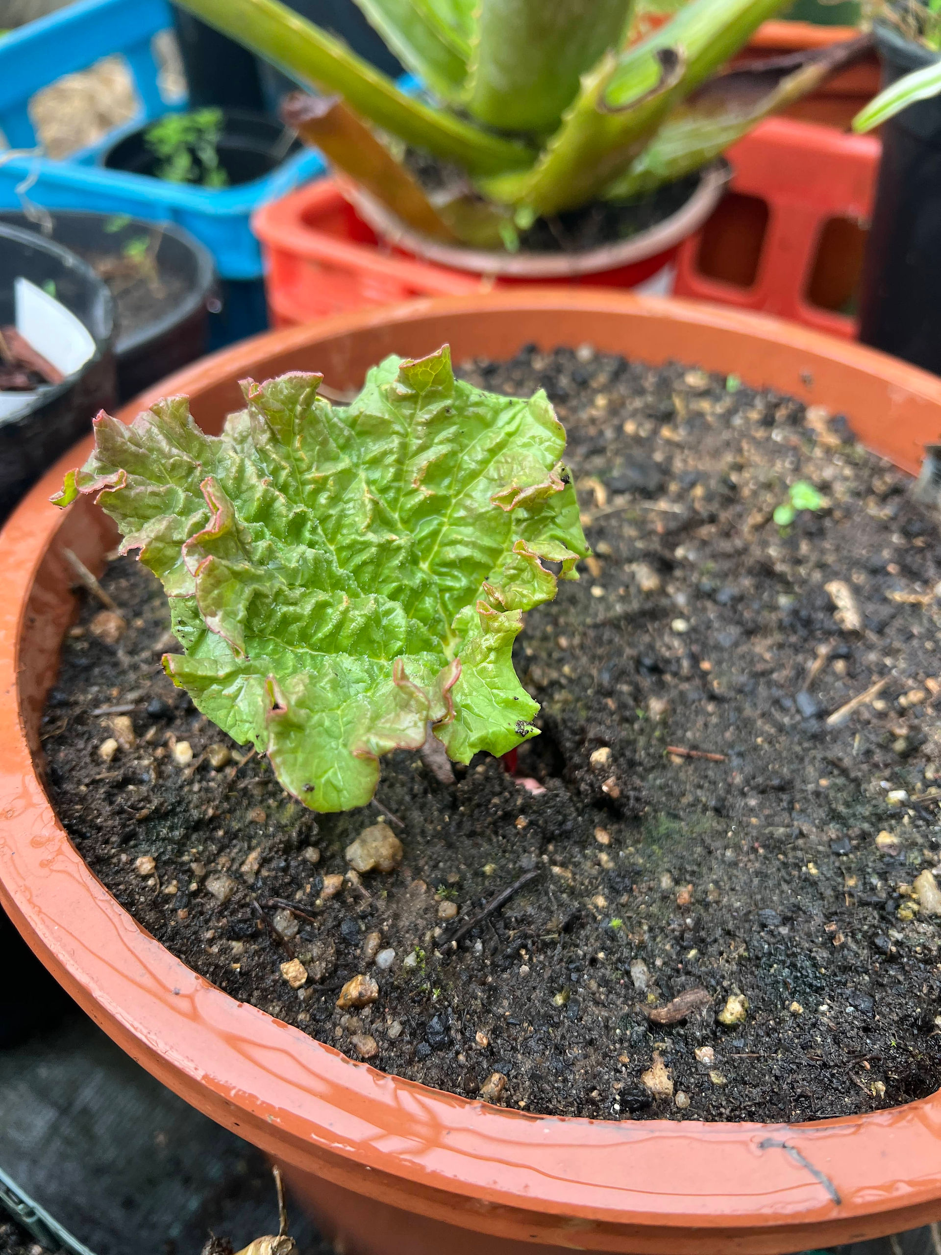 Small ‘Victoria’ rhubarb plant growing in a terracotta pot with curled green leaves.