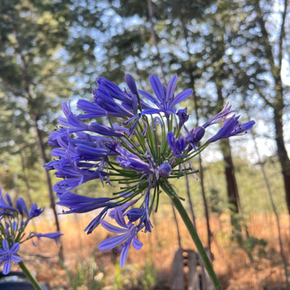 Side view of a blooming Agapanthus flower head with deep violet petals, captured against a background of trees and undergrowth.