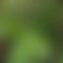 Close-up of avocado leaves showing glossy green new growth, oval leaf shape, and branching stems among dry grass.