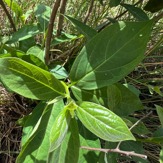 Close-up of avocado leaves showing glossy green new growth, oval leaf shape, and branching stems among dry grass.