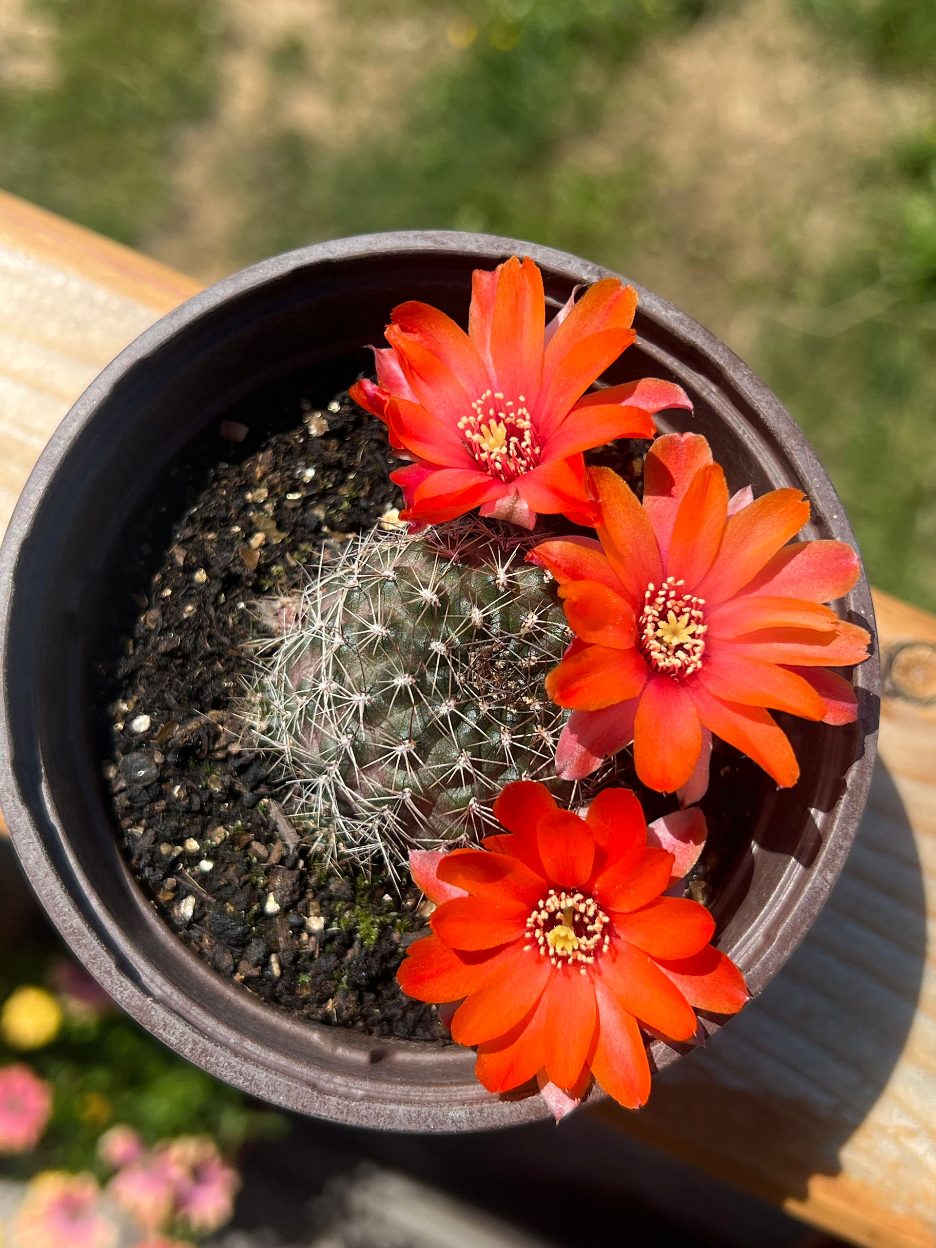 Top view of a Aylostera kupperiana with three bright orange-red flowers opening around the spiny crown.