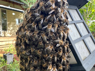 Large group of honeybees packed together beside a solar light panel, with a house and garden plants behind them.