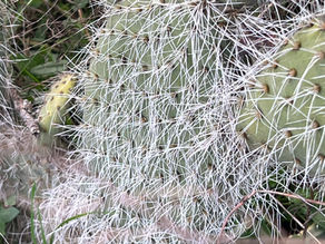 Clustered cactus pads covered in a tangled mass of long white spines resembling fine bristles.