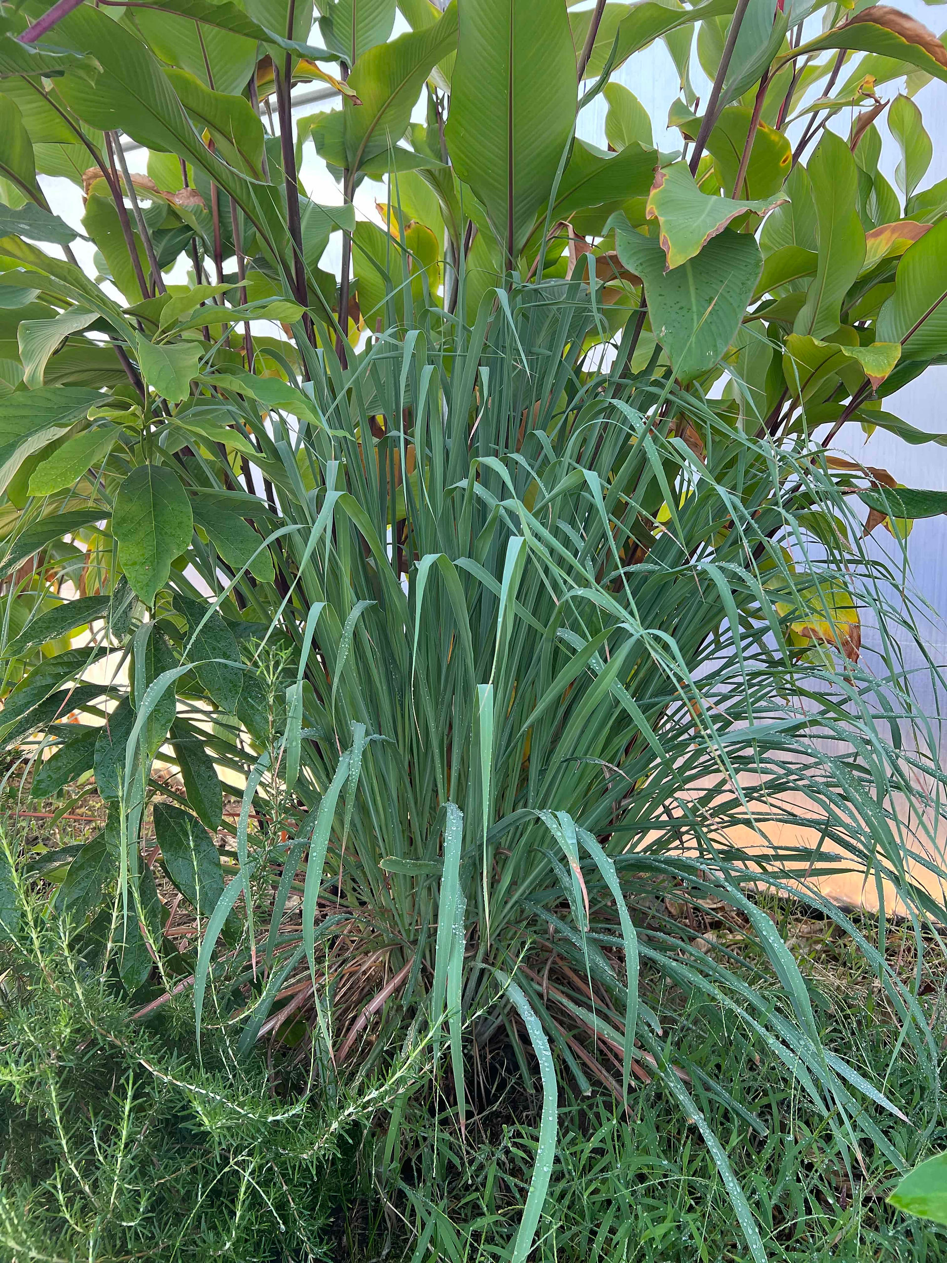 Close view of lemongrass in a greenhouse, blades beaded with moisture, backed by canna foliage.