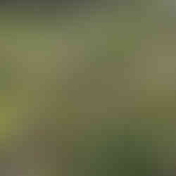 Young Salix caprea tree growing in a natural garden landscape surrounded by grasses, shrubs, and small plants.