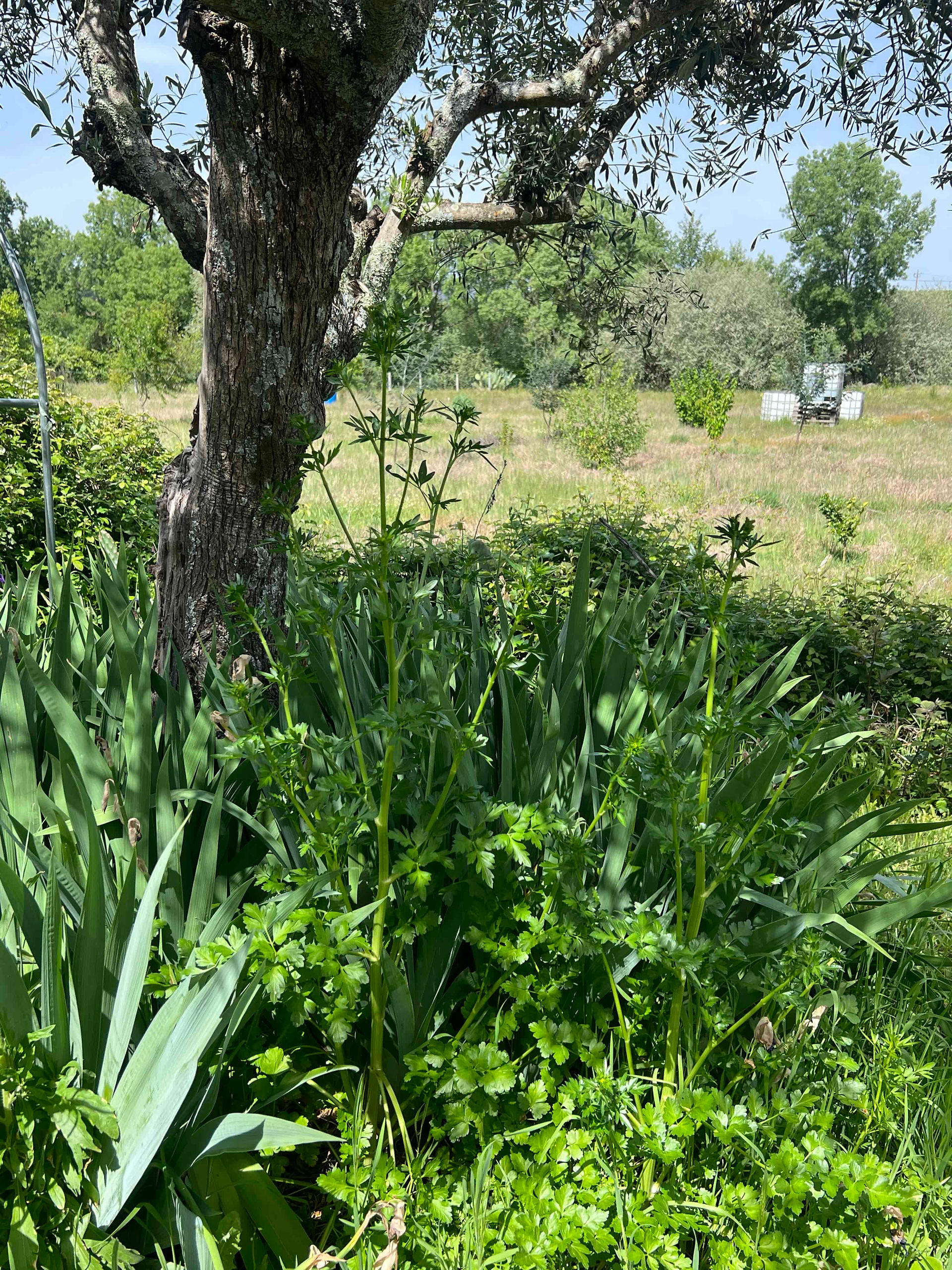 Coriander plants growing densely beneath an olive tree, with tall stems and surrounding leafy vegetation in a sunlit garden.