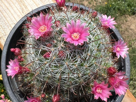 Rose pincushion cactus in bloom, showing many pink flowers and unopened buds across a spiny cactus in a round pot.