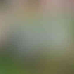 Mature lamb’s ear plant forming a dense mound of silvery foliage in a garden bed near a wooden structure.