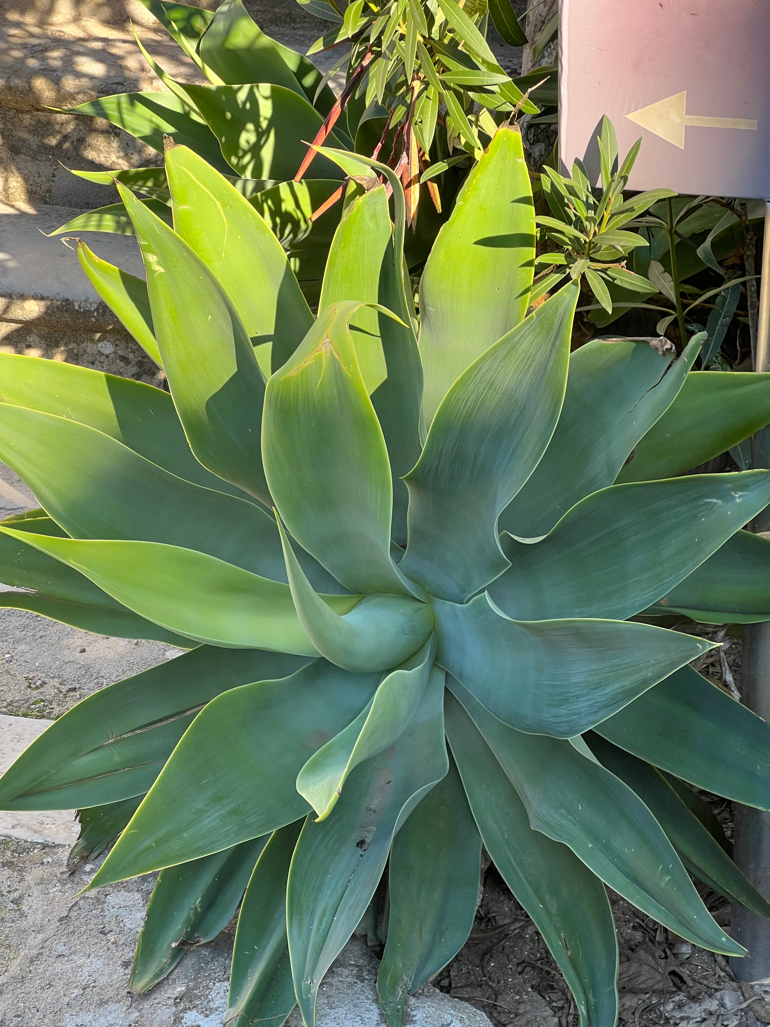Agave Attenuata Pflege 1