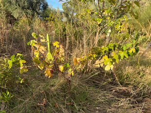 Woody grapevine canes rise from the grass, carrying yellow, brown, and green leaves among taller mixed vegetation.