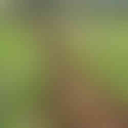 A view of a grassy field with two parallel Syntropic tree rows of freshly turned soil, each containing newly planted saplings spaced at regular intervals.