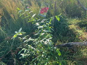 Small leafy American cranberry bush staked in a meadow, plant label attached, with flowering weeds and soft backlight.