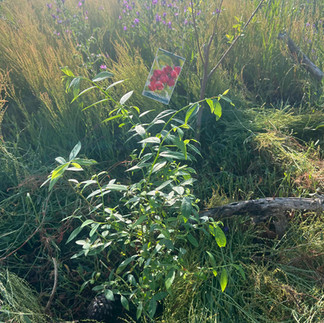 Newly planted American cranberry shrub with a hanging tag showing red fruit, set among cut grass and purple wildflowers in a sunny plot.
