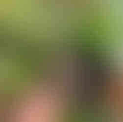 Top view of potted bronze fennel seedling with thin stems and delicate purple leaves against green foliage.