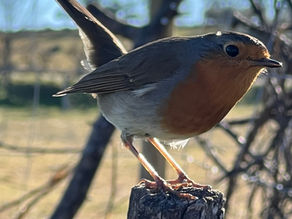 European Robin balancing on a worn fence post, its feathers catching sunlight, with a background of blurred trees and wire fencing.
