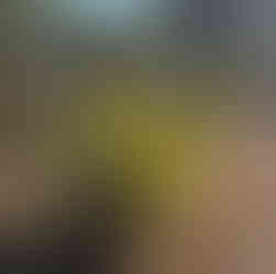 Sunlit fountain of strappy Vetiver grass in a rustic yard, with a polytunnel and water tank partly visible under pine shade.