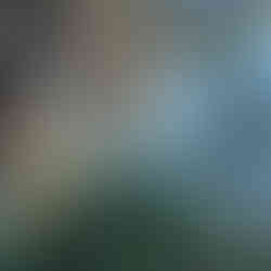 Tall asparagus shoot rising among grasses beneath a pine tree, with blue sky visible through branches.