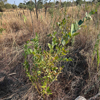 Close view of a small blueberry shrub with multiple stems and fresh foliage in a field of dried vegetation and a wooden log nearby.