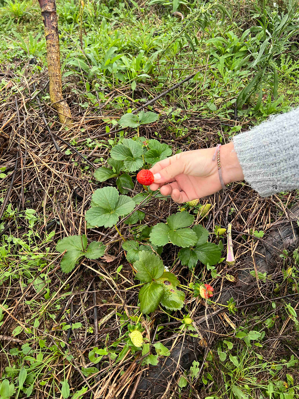 MuDan’s hand holding a ripe red strawberry over a patch of green strawberry plants and emerging fruit in a natural garden setting.