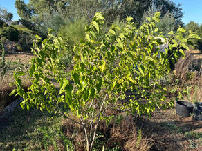 Sunlit young Black Mulberry tree with fresh foliage standing in a rough garden plot, surrounded by weeds and scattered rocks.