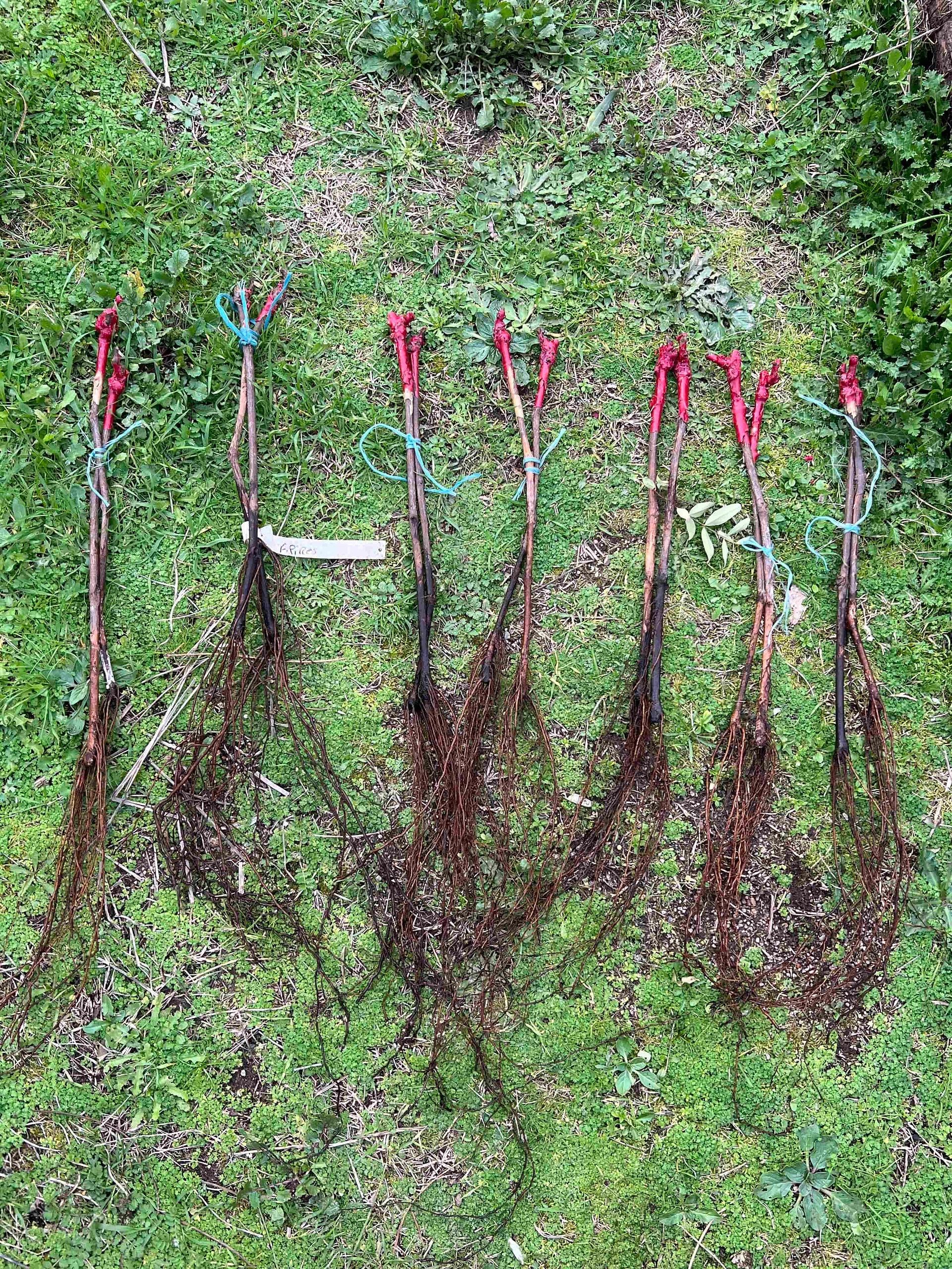 Several bare-root Touriga Nacional grapevines arranged on grass with long exposed roots.