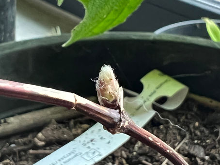 Close-up of a fuzzy new bud forming on a Clematis 'Pink Fantasy' stem, with indoor light and a green leaf in the background.