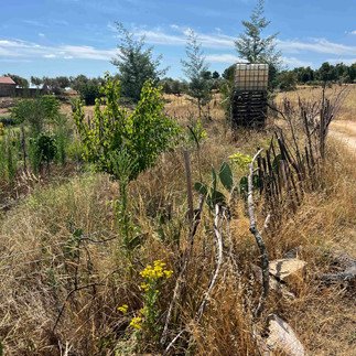A rustic fence line of sticks and wire bordering young trees and cacti, with a white IBC water tote on a pallet tower beyond.