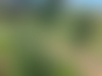 Tall rosemary plant in bloom, surrounded by wild grasses and nearby shrubs in a natural landscape.