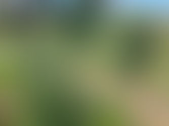 Tall rosemary plant in bloom, surrounded by wild grasses and nearby shrubs in a natural landscape.