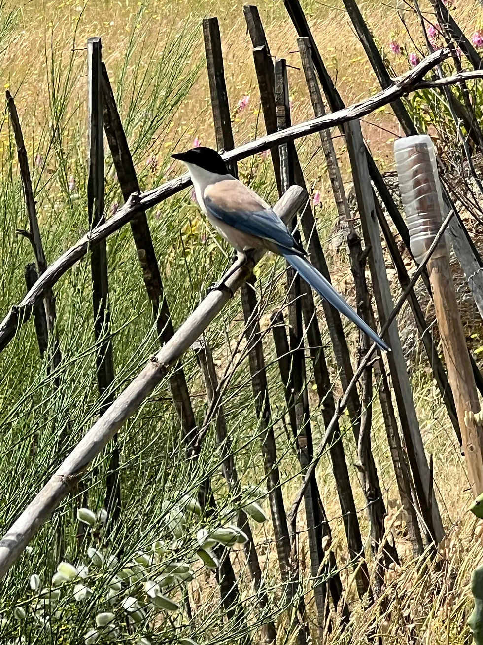 Azure-winged magpie in profile on a pale branch, showing blue wings and long tail against dry meadow and fence posts.