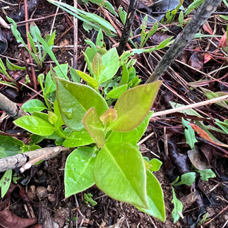 Close-up of strawberry guava regrowth, showing glossy green and bronze-tinted leaves among pine needles and small weeds.