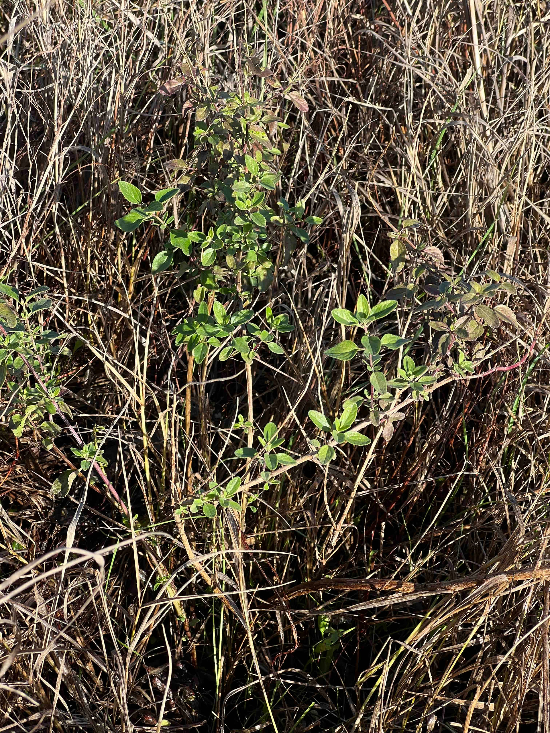 Salvia greggii growing in a wild, overgrown area with dense dry vegetation.