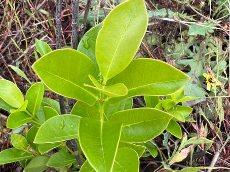 Young Psidium cattleyanum with bright green, leathery leaves clustered near thin gray stems in a mulched garden bed.