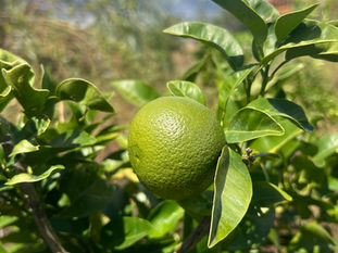 Green Citrus × paradisi grapefruit hanging among glossy leaves, shown close up with its textured rind highlighted by sunlight.