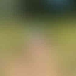 Recently planted pomegranate sapling with a colorful label showing fruit variety ‘Parfianka’.