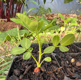 A larger ‘Jimmy’s Pride’ peanut seedling with several pairs of oval leaves grows in a black propagation tray.